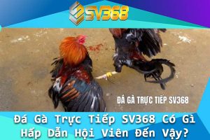 Da Ga Truc Tiep SV368 Co Gi Hap Dan Hoi Vien Den Vay